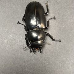 【♀41㎜単品】ウエストウッディDV産/Rhaetus westwoodi westwoodi ◇6/24羽化の画像