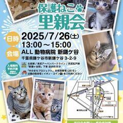 ７/26 鎌ケ谷開催！保護ねこの譲渡会