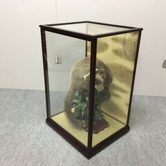 J7N2249 ハクビシン 剥製 オブジェ ガラス ケース 入り 置物 インテリア 飾り 古物 美術品 旧家 蔵出 長期保管品 年代 当時 現状の画像