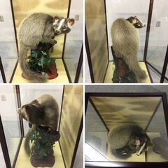 J7N2249 ハクビシン 剥製 オブジェ ガラス ケース 入り 置物 インテリア 飾り 古物 美術品 旧家 蔵出 長期保管品 年代 当時 現状の画像