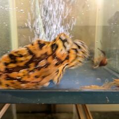 ハナオコゼ 8〜10cm程度　海水魚の画像