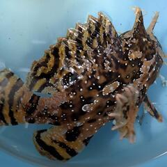 大きなハナオコゼ　海水魚の画像