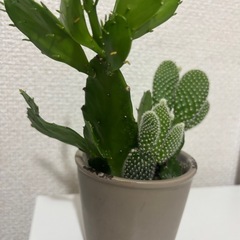 最終値下げ★サボテン　陶器　2種類の画像