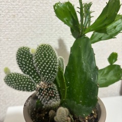 最終値下げ★サボテン　陶器　2種類の画像