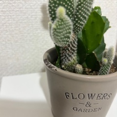最終値下げ★サボテン　陶器　2種類の画像