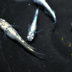 メダカ　レックーザ　稚魚〜幼魚10匹の画像