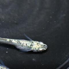 メダカ　レックーザ　稚魚〜幼魚10匹の画像