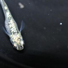 メダカ　レックーザ　稚魚〜幼魚10匹の画像
