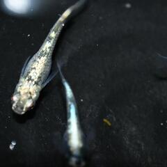 メダカ　レックーザ　稚魚〜幼魚10匹の画像