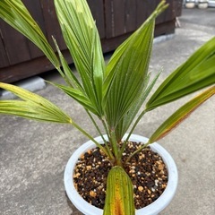 【チャメロプス フミリス ボルケーノ】　耐寒性ヤシ　の画像