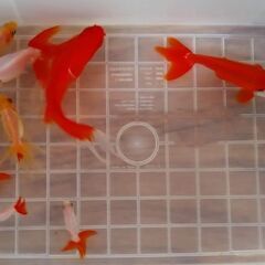 金魚（琉金。和金）の画像