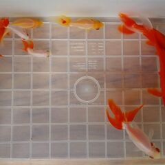 金魚（琉金。和金）の画像