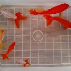 金魚（琉金。和金）の画像