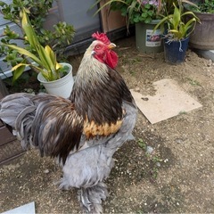 【至急！！ニワトリ】