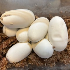 白蛇　アルビノアオダイショウ　繁殖 - その他