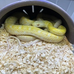 白蛇　アルビノアオダイショウ　繁殖 - 小郡市