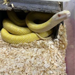 白蛇　アルビノアオダイショウ　繁殖