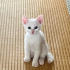 真っ白子猫、もうすぐ２ヶ月です