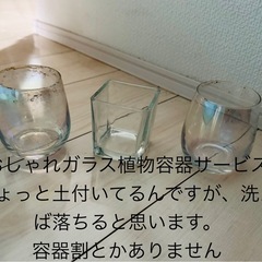 可愛い🩷多肉植物、沢山5鉢分の画像