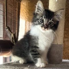 600gの小さな女の子 里親様決まりました！