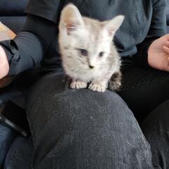 子猫の里親様になって下さい