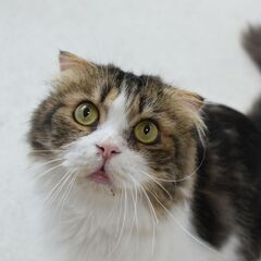 里親募集中！1歳短足・折耳シュガーフォールド♂ブラウンタビー＆ホワイト