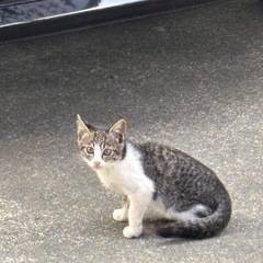 サバ柄　子猫ちゃん　里親募集