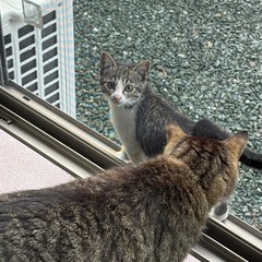 サバ柄　子猫ちゃん　里親募集 - 磐田市