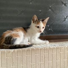 三毛猫を保護しました