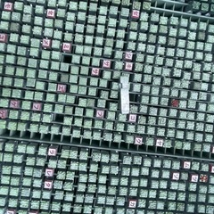 活字亜鉛の画像