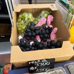 一推し🍇ナガノパープル入荷しました✨の画像