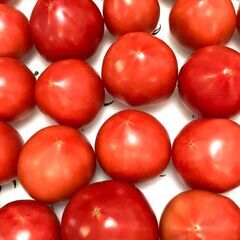 トマトのお世話に興味ある方！の画像