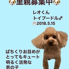 レオくん☆里親募集中