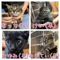 ★里親様✨募集致します★推定2ヵ月子猫4姉妹※7/13(日)澄川...