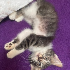 600gの小さな女の子 里親様決まりました！ - 猫