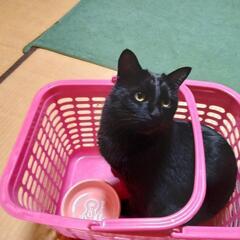 黒猫　あんこ　おはぎ - 岡山市