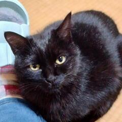 黒猫　あんこ　おはぎ - 猫