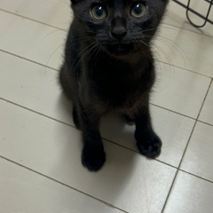里親決定　お目目まん丸のカギしっぽの陽気なあいちゃん
