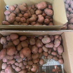 新じゃがいも／残り後12キロ
の画像