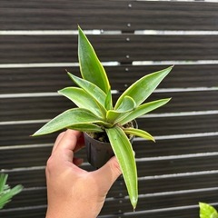 アガベ　ベネズエラの画像
