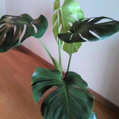 観葉植物の画像