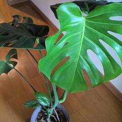 観葉植物の画像
