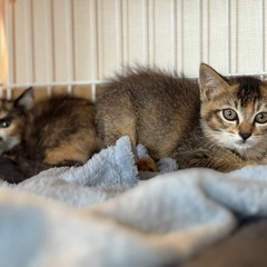 4月末生まれの甘えん坊姉妹
