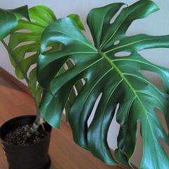 観葉植物の画像