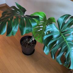 観葉植物の画像