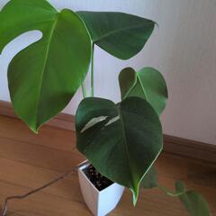 観葉植物の画像