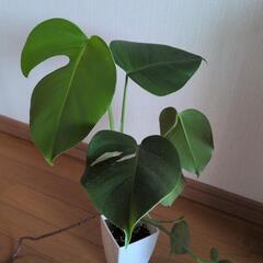 観葉植物の画像