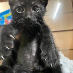 人慣れ抜群な黒猫男子🐈‍⬛🐈‍⬛🐈‍⬛みんな鍵しっぽです✨