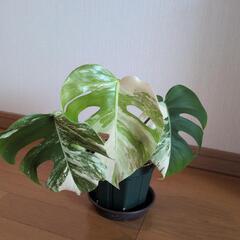 観葉植物斑入りの画像
