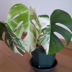 観葉植物斑入りの画像